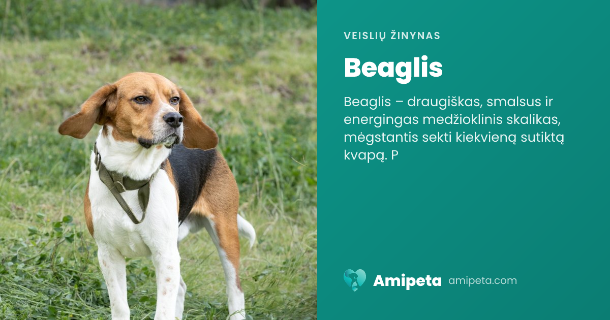 Beaglis – veislės aprašymas | Amipeta