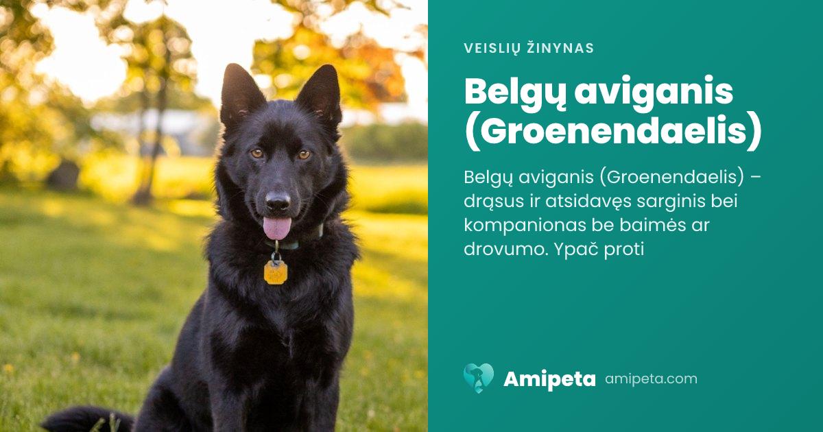 Belgų aviganis (Groenendaelis) – veislės aprašymas | Amipeta