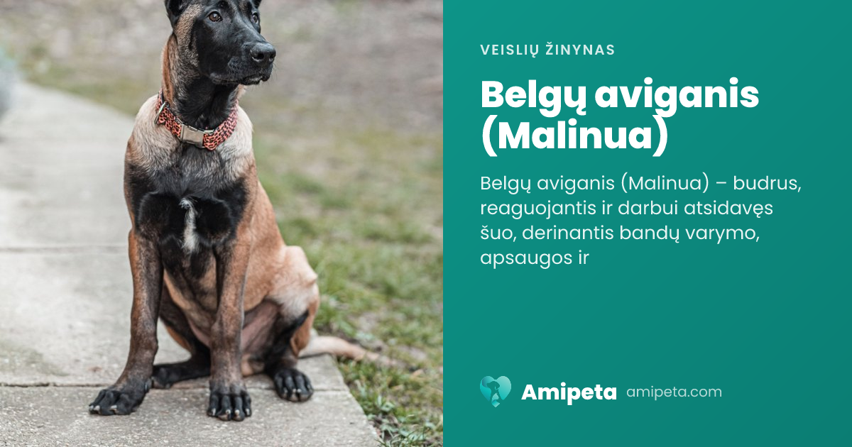 Belgų aviganis (Malinua) – veislės aprašymas | Amipeta