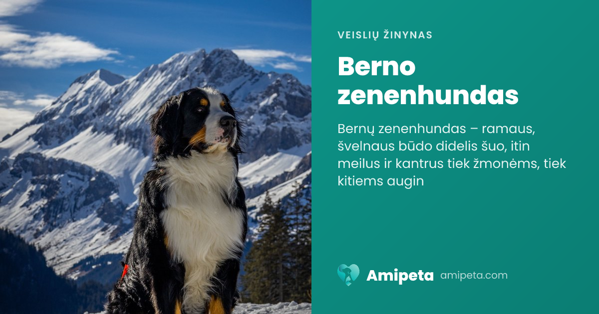 Berno zenenhundas – veislės aprašymas | Amipeta