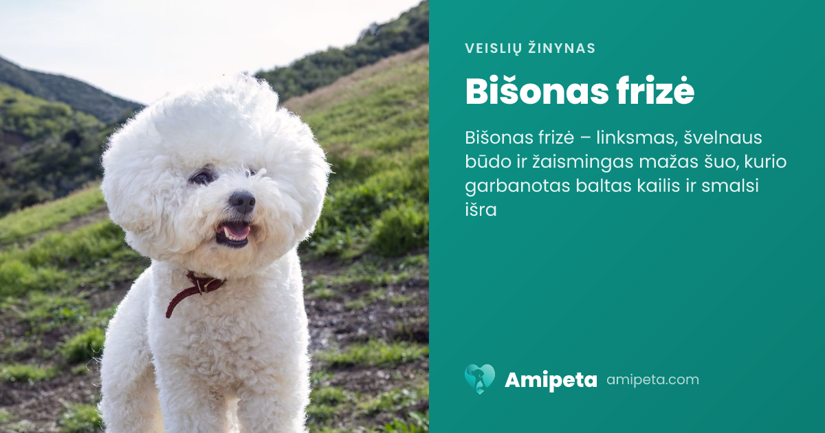 Bišonas frizė – veislės aprašymas | Amipeta