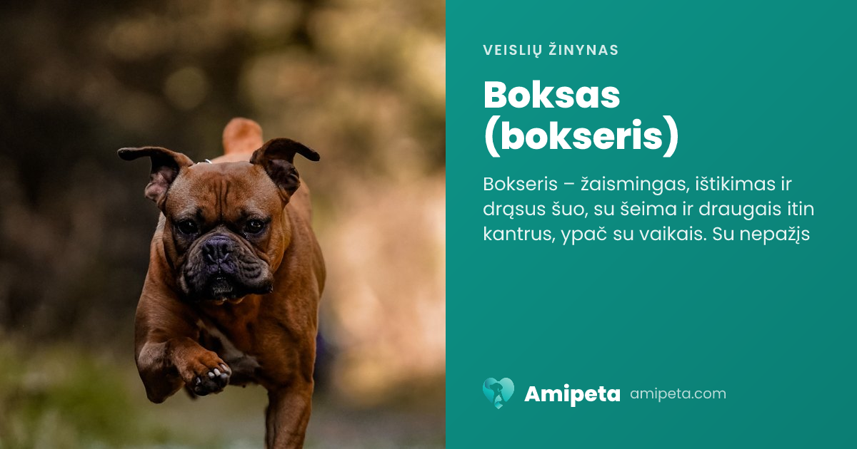 Boksas (bokseris) – veislės aprašymas | Amipeta