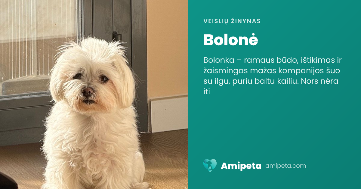 Bolonė – veislės aprašymas | Amipeta