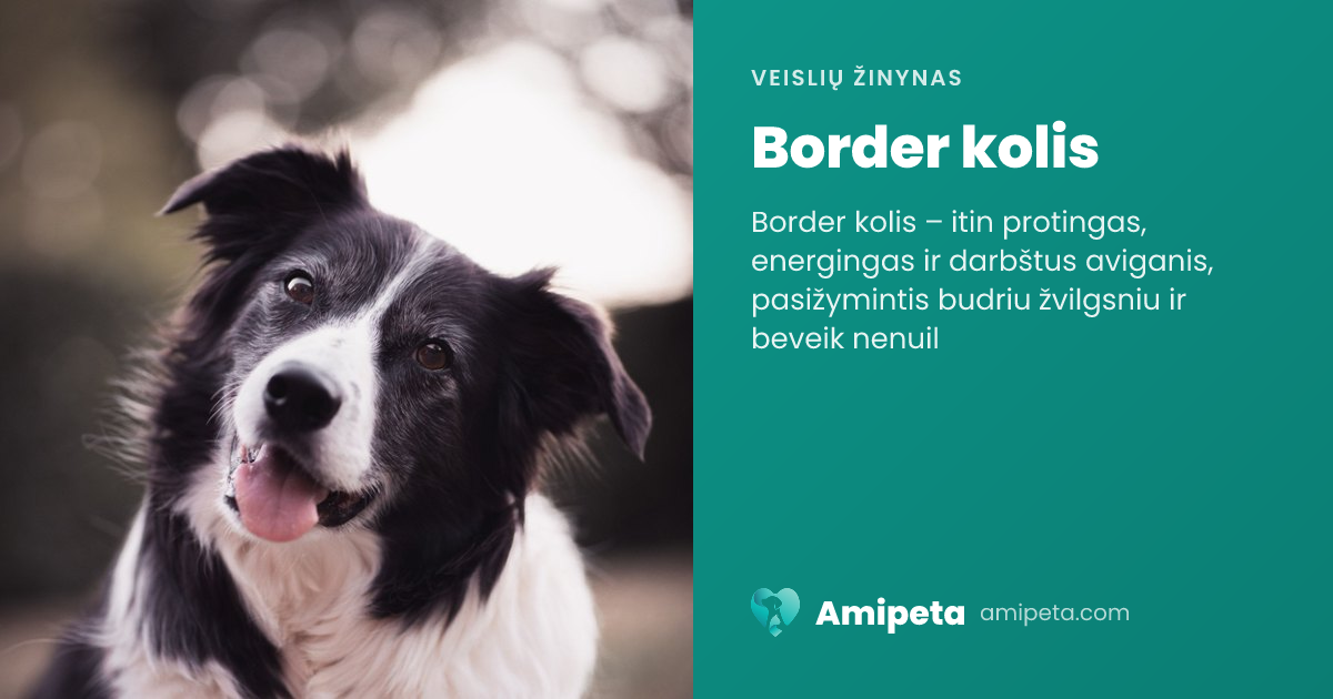 Border kolis – veislės aprašymas | Amipeta