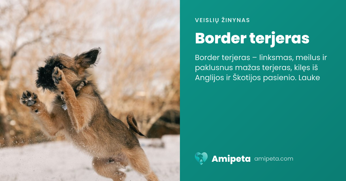 Border terjeras – veislės aprašymas | Amipeta