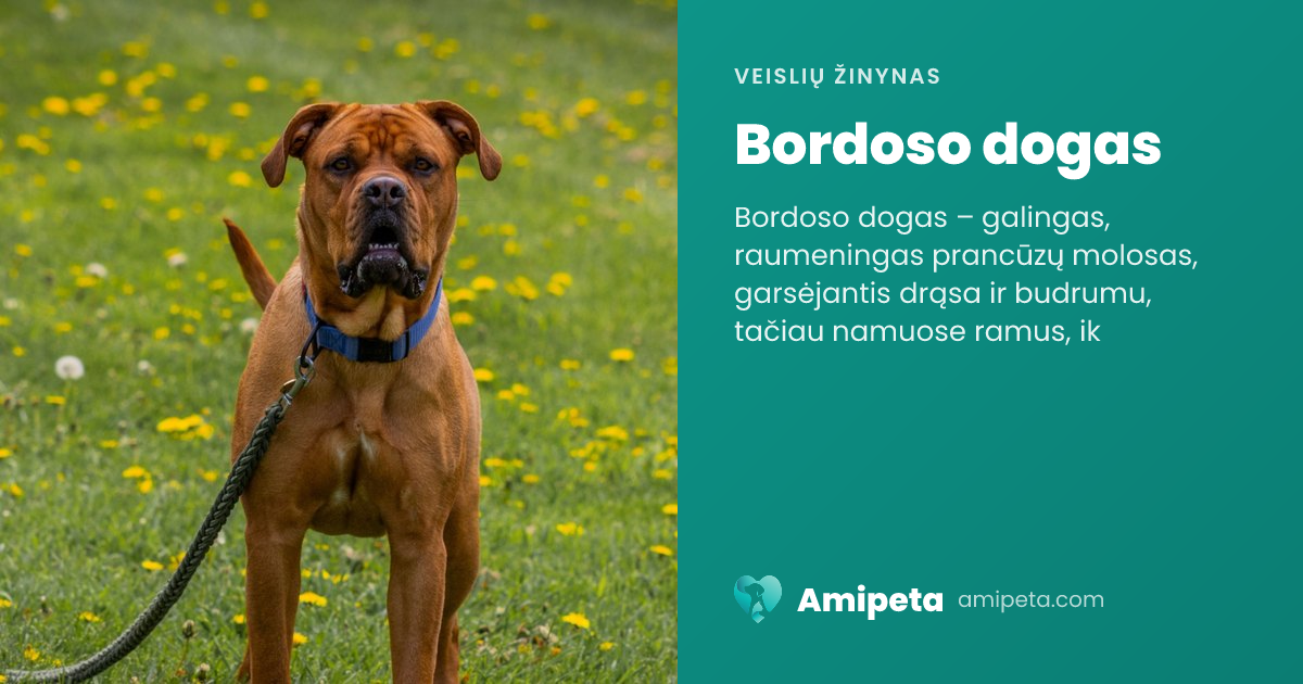 Bordoso dogas – veislės aprašymas | Amipeta