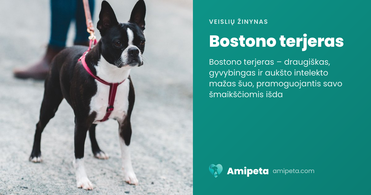 Bostono terjeras – veislės aprašymas | Amipeta
