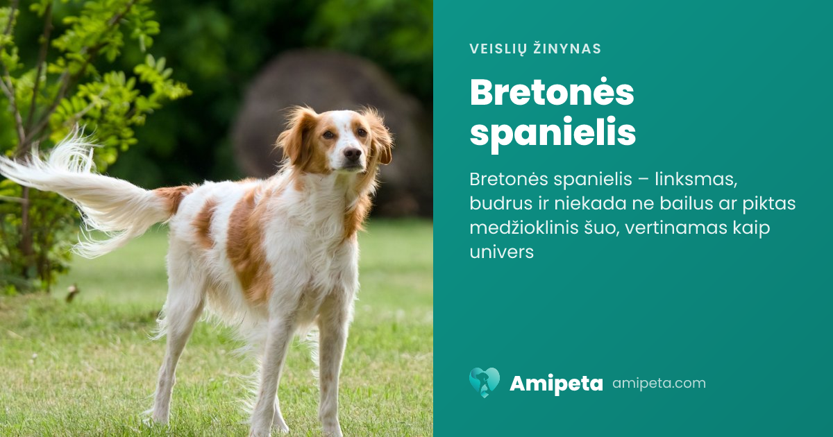 Bretonės spanielis – veislės aprašymas | Amipeta