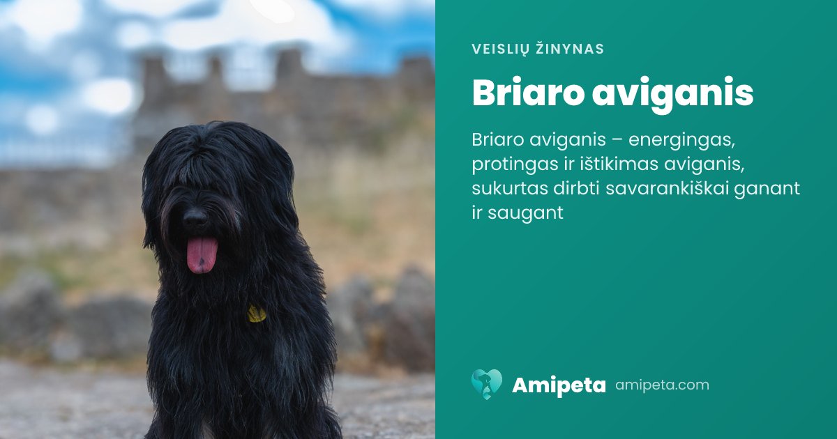 Briaro aviganis – veislės aprašymas | Amipeta