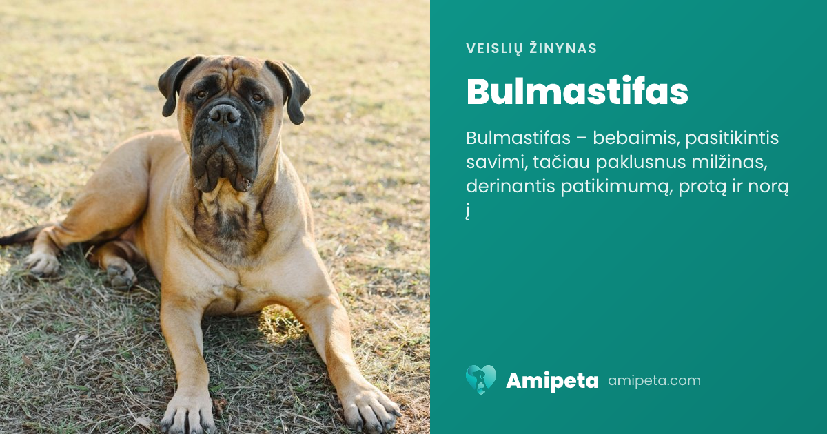 Bulmastifas – veislės aprašymas | Amipeta
