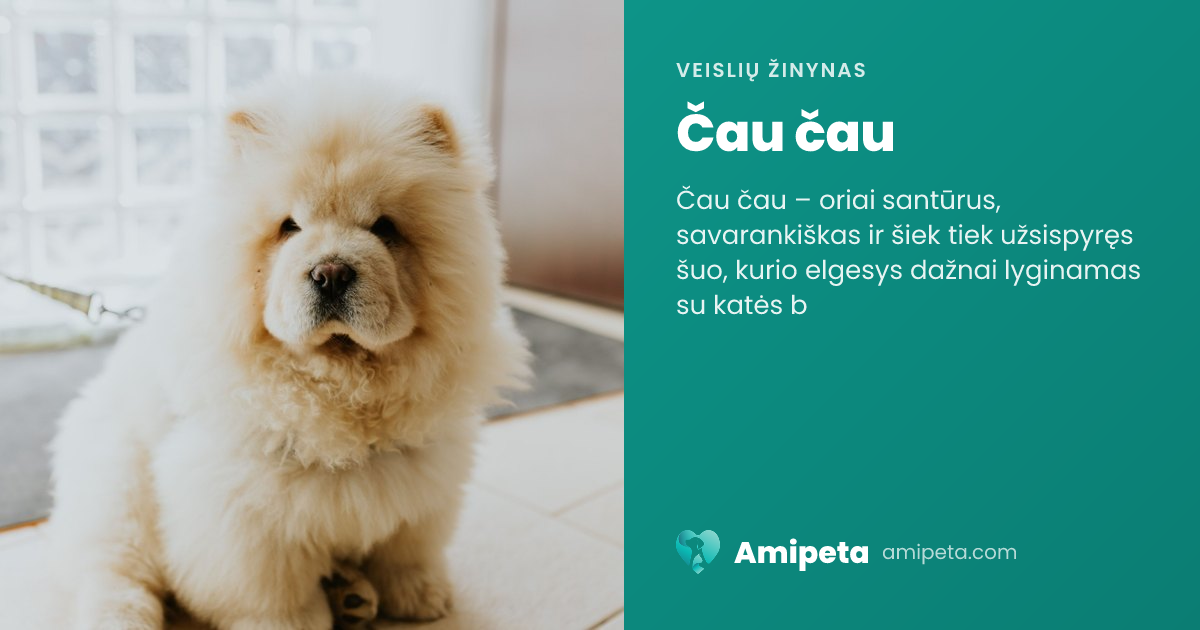 Čau čau – veislės aprašymas | Amipeta