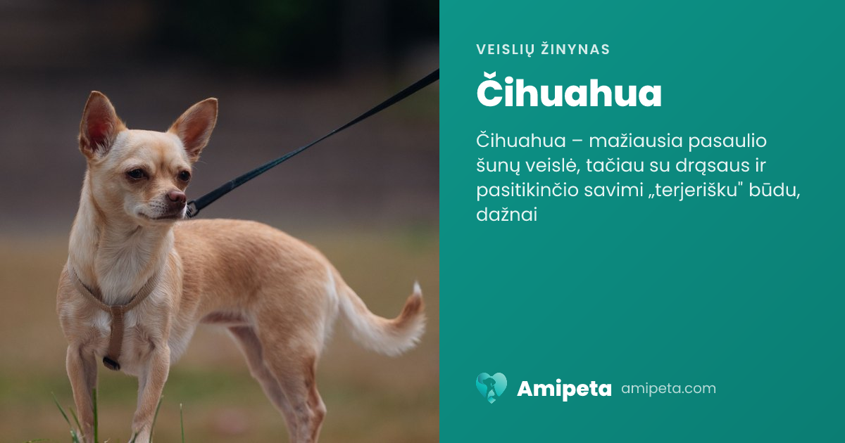 Čihuahua – veislės aprašymas | Amipeta