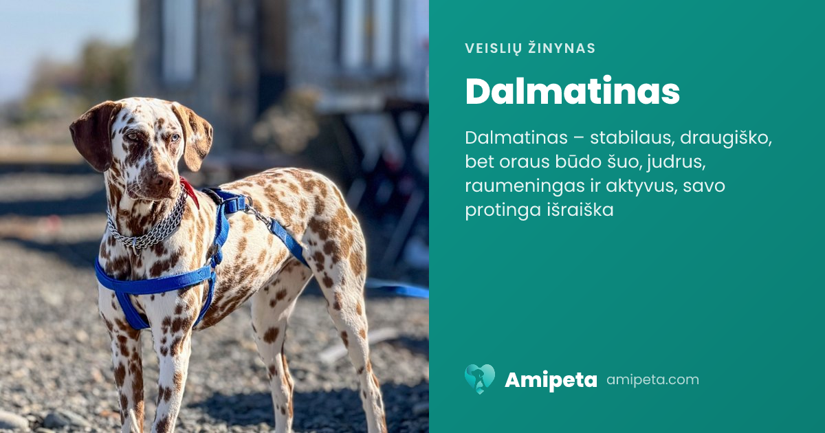 Dalmatinas – veislės aprašymas | Amipeta