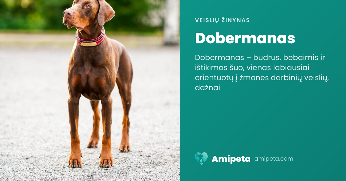 Dobermanas – veislės aprašymas | Amipeta