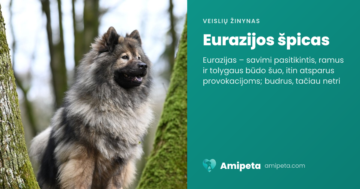 Eurazijos špicas – veislės aprašymas | Amipeta