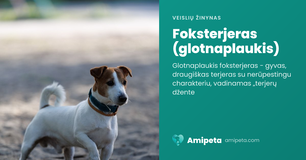 Foksterjeras (glotnaplaukis) – veislės aprašymas | Amipeta
