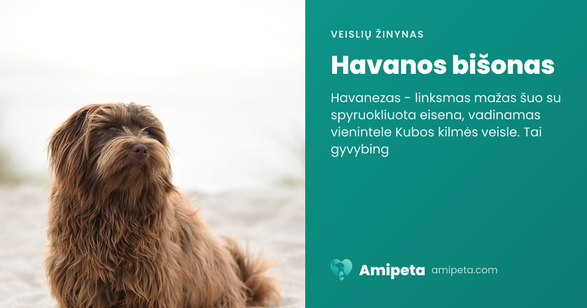 Havanos bišonas – veislės aprašymas | Amipeta