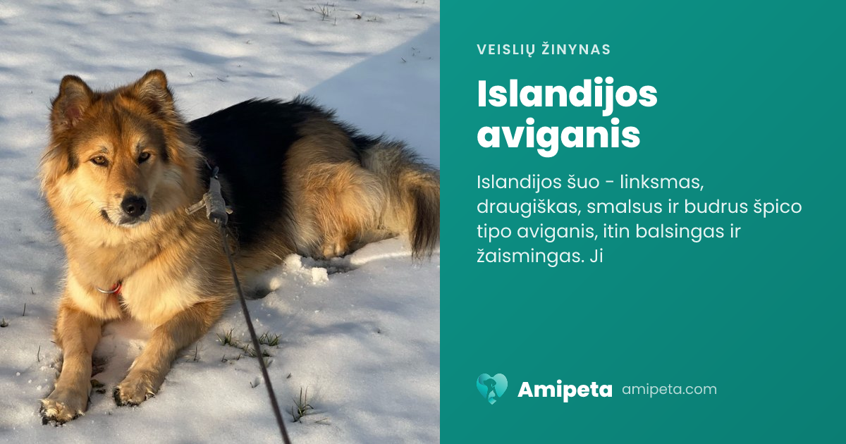 Islandijos aviganis – veislės aprašymas | Amipeta