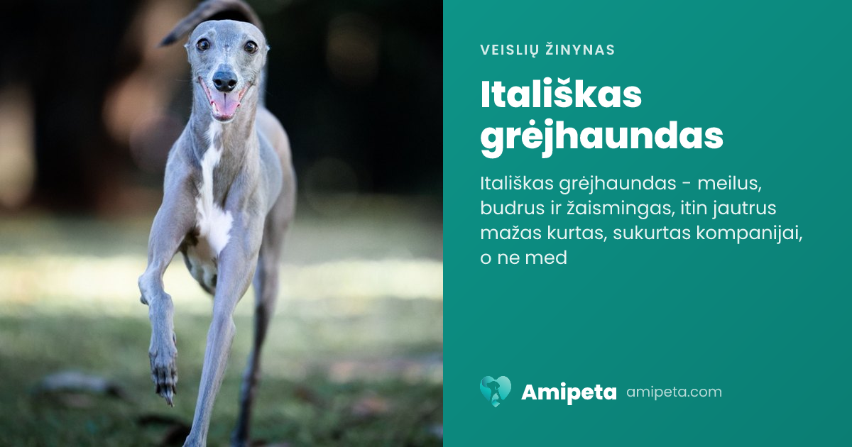 Itališkas grėjhaundas – veislės aprašymas | Amipeta