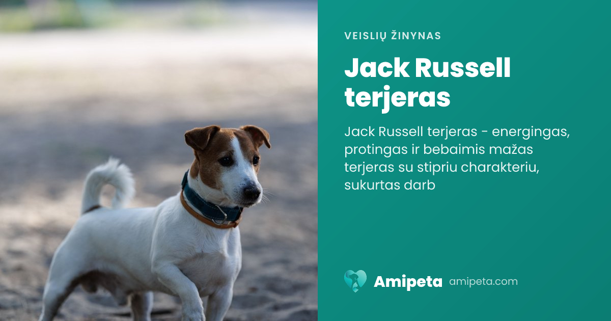 Jack Russell terjeras – veislės aprašymas | Amipeta