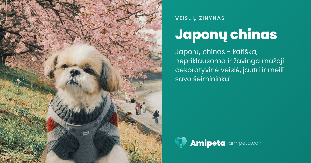 Japonų chinas – veislės aprašymas | Amipeta