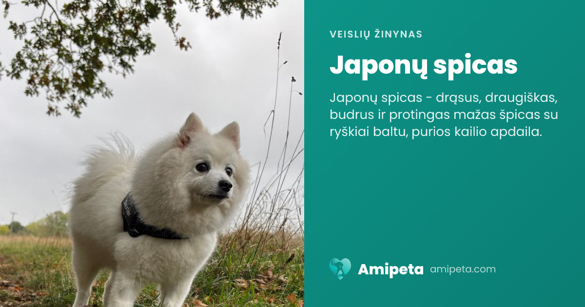 Japonų spicas – veislės aprašymas | Amipeta