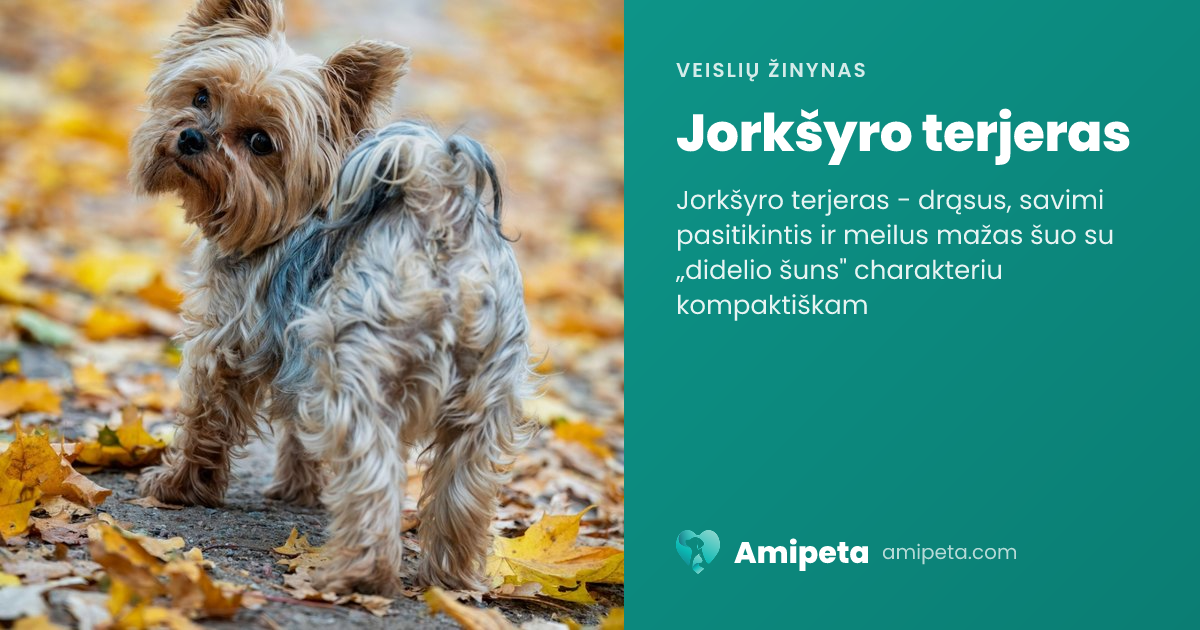 Jorkšyro terjeras – veislės aprašymas | Amipeta