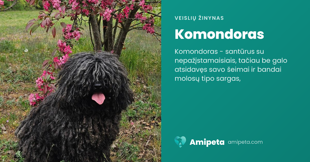 Komondoras – veislės aprašymas | Amipeta