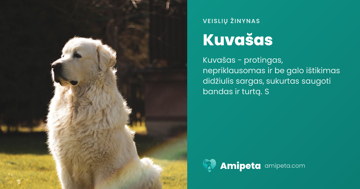 Kuvašas – veislės aprašymas | Amipeta