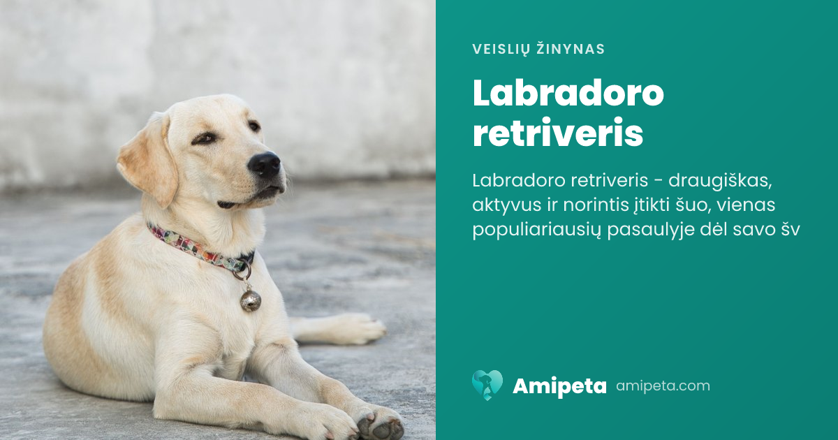 Labradoro retriveris – veislės aprašymas | Amipeta