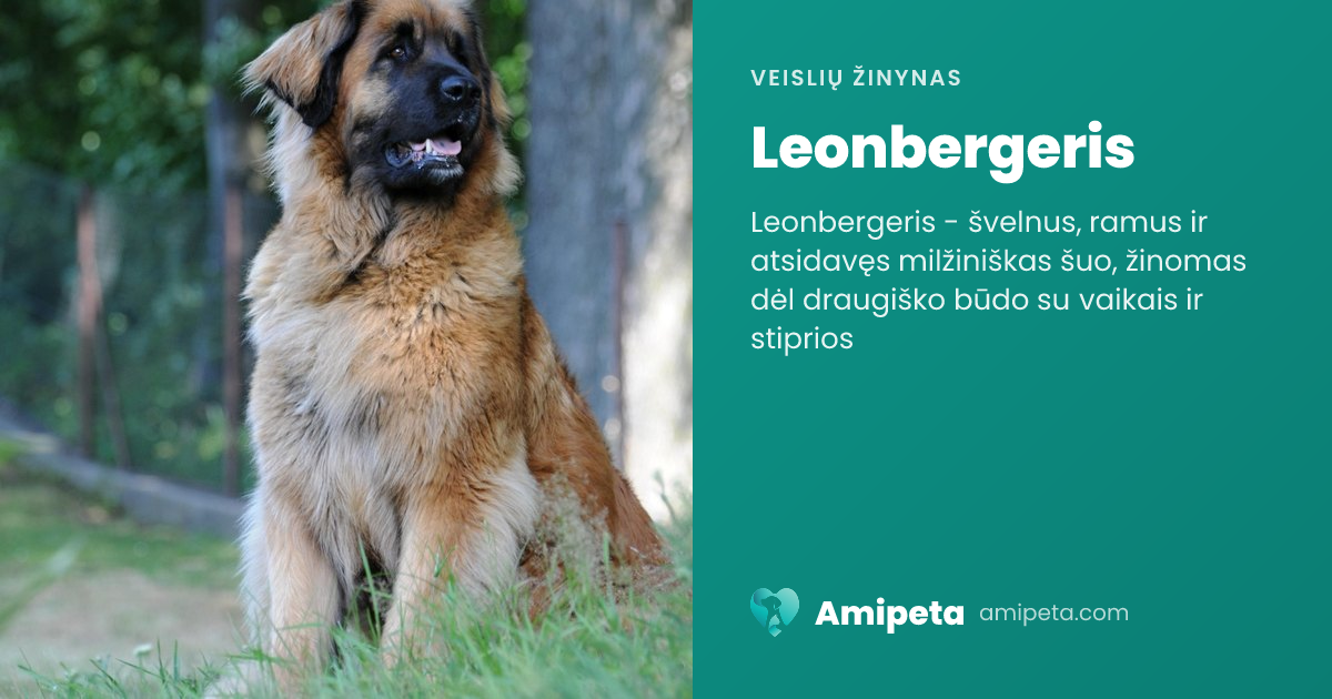 Leonbergeris – veislės aprašymas | Amipeta
