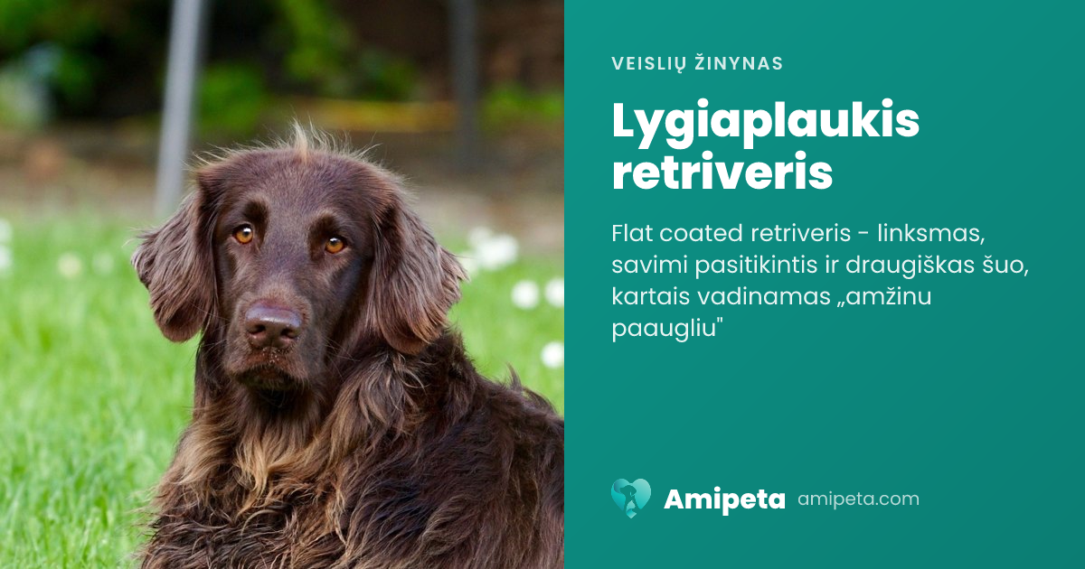 Lygiaplaukis retriveris – veislės aprašymas | Amipeta