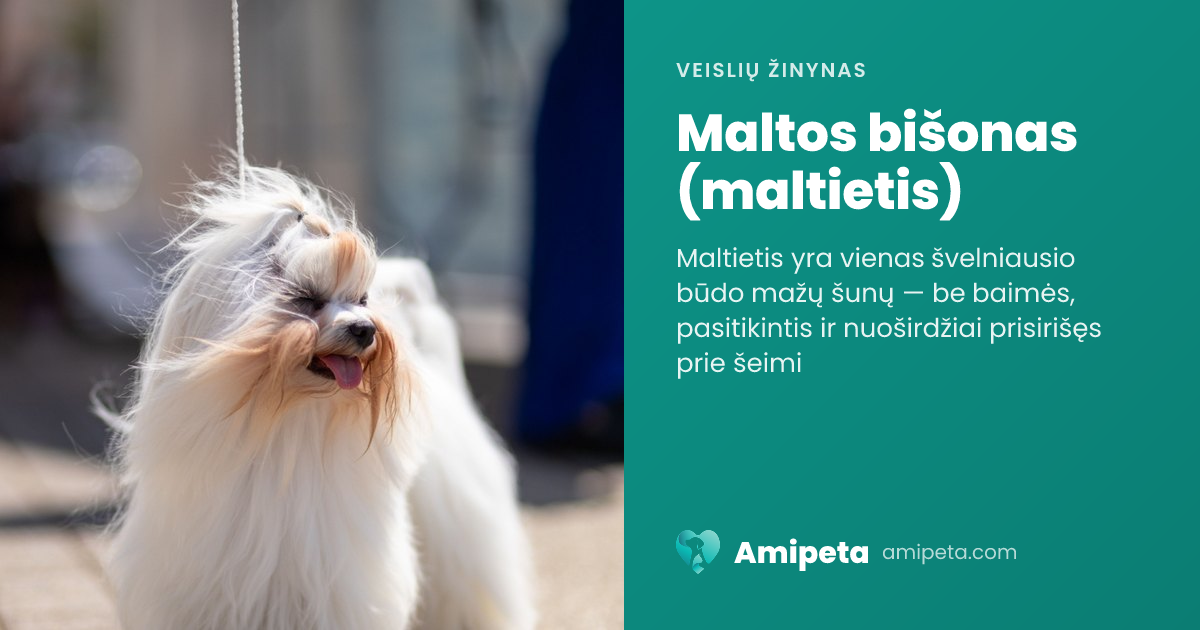 Maltos bišonas (maltietis) – veislės aprašymas | Amipeta