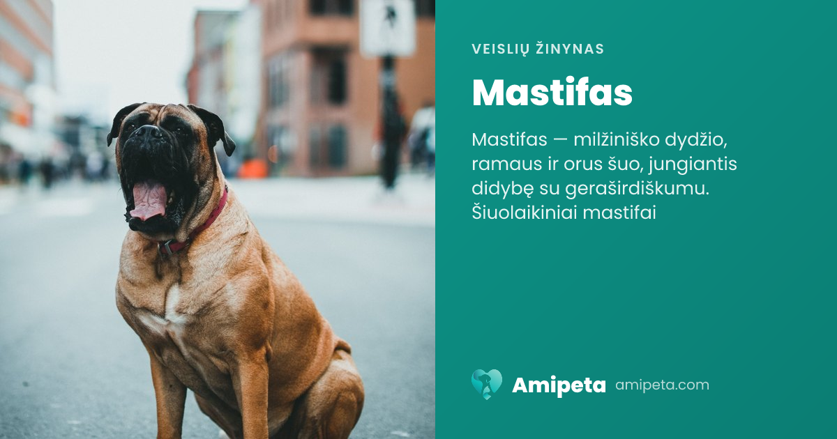 Mastifas – veislės aprašymas | Amipeta