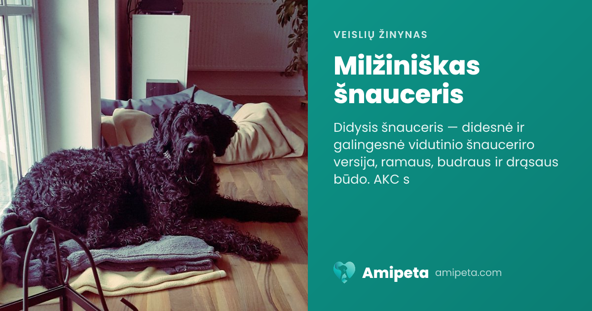 Milžiniškas šnauceris – veislės aprašymas | Amipeta