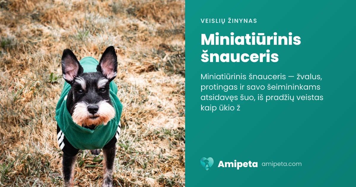 Miniatiūrinis šnauceris – veislės aprašymas | Amipeta