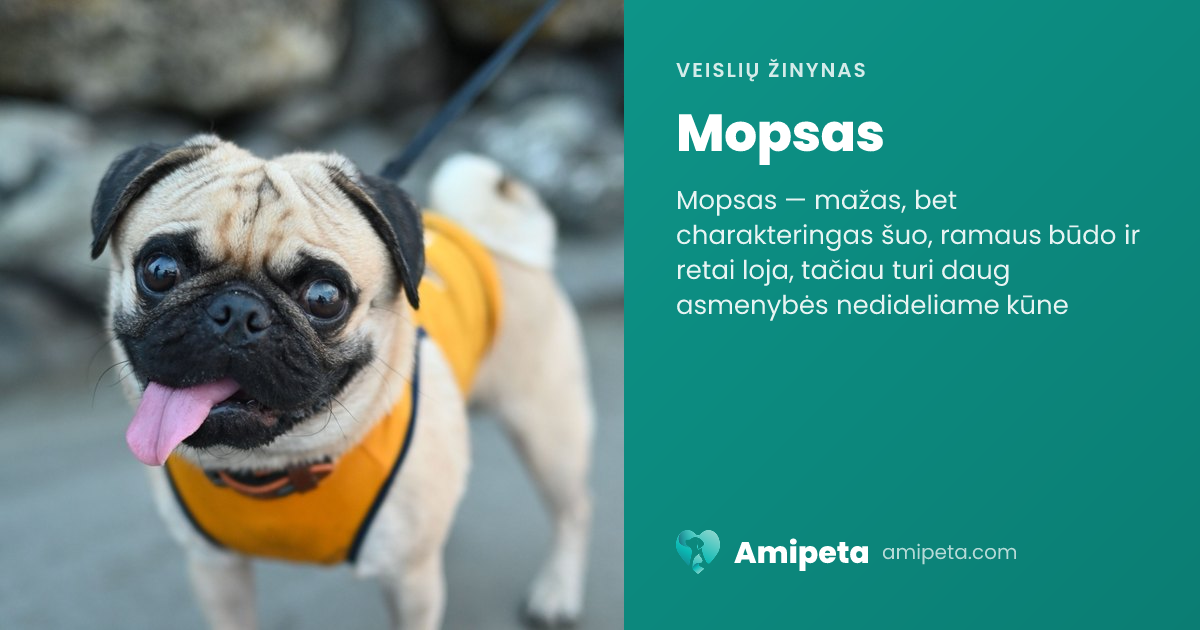 Mopsas – veislės aprašymas | Amipeta