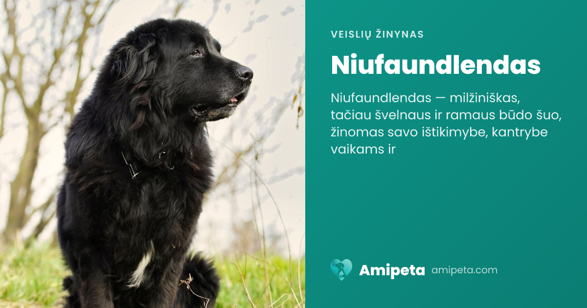 Niufaundlendas – veislės aprašymas | Amipeta