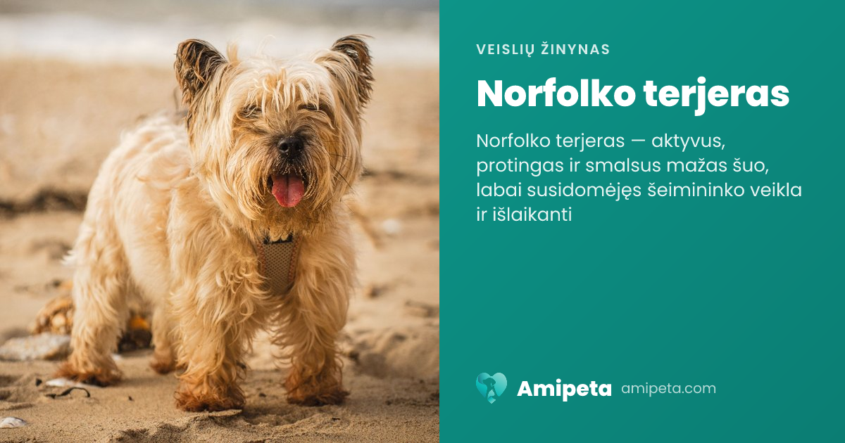 Norfolko terjeras – veislės aprašymas | Amipeta