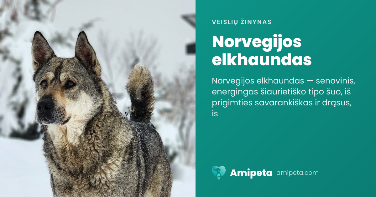 Norvegijos elkhaundas – veislės aprašymas | Amipeta