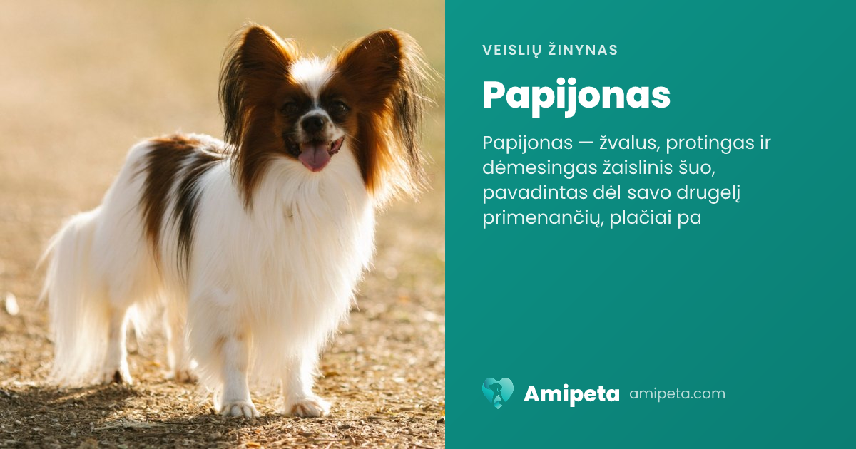 Papijonas – veislės aprašymas | Amipeta