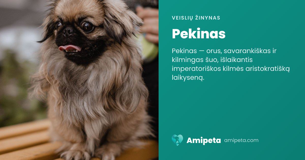 Pekinas – veislės aprašymas | Amipeta