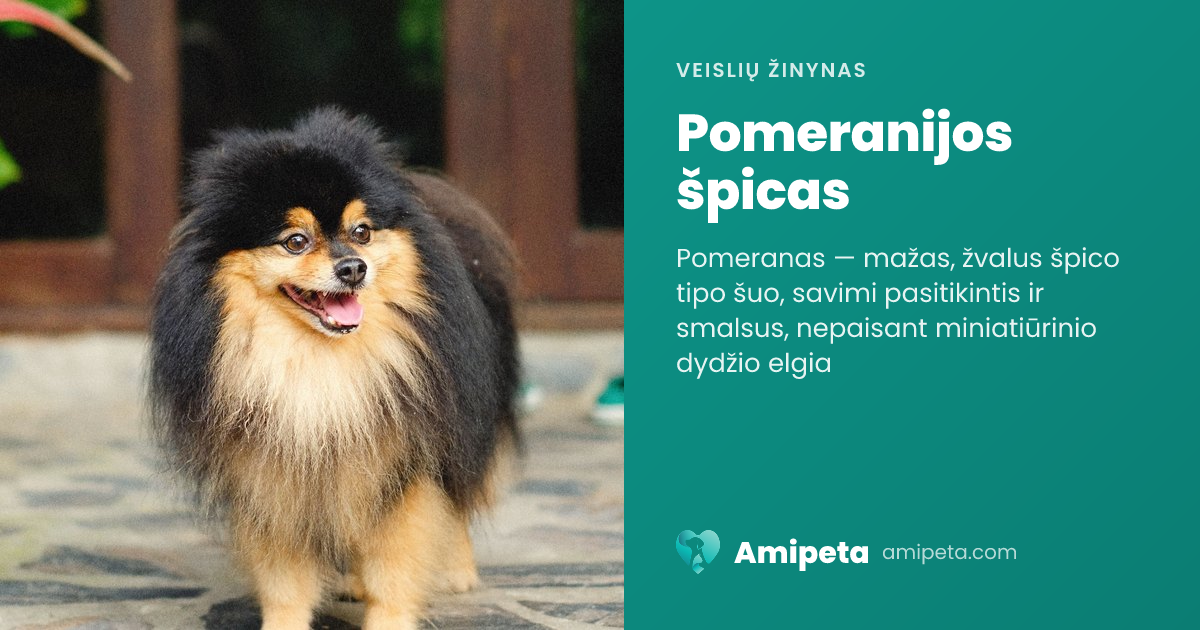 Pomeranijos špicas – veislės aprašymas | Amipeta