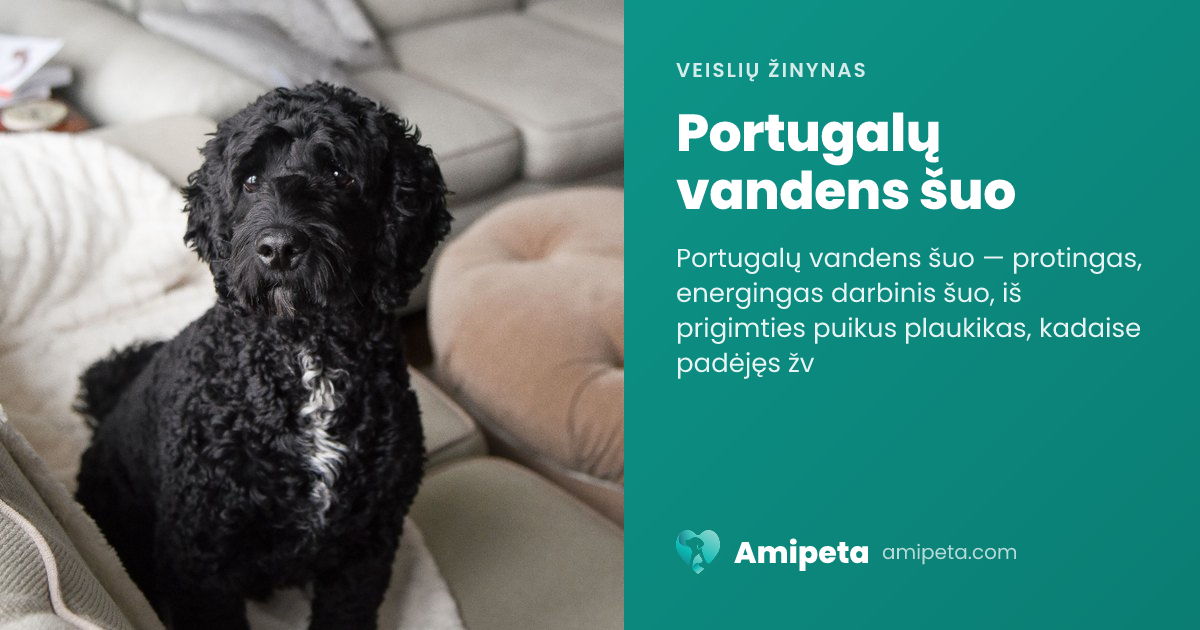 Portugalų vandens šuo – veislės aprašymas | Amipeta