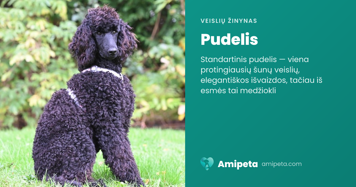 Pudelis – veislės aprašymas | Amipeta