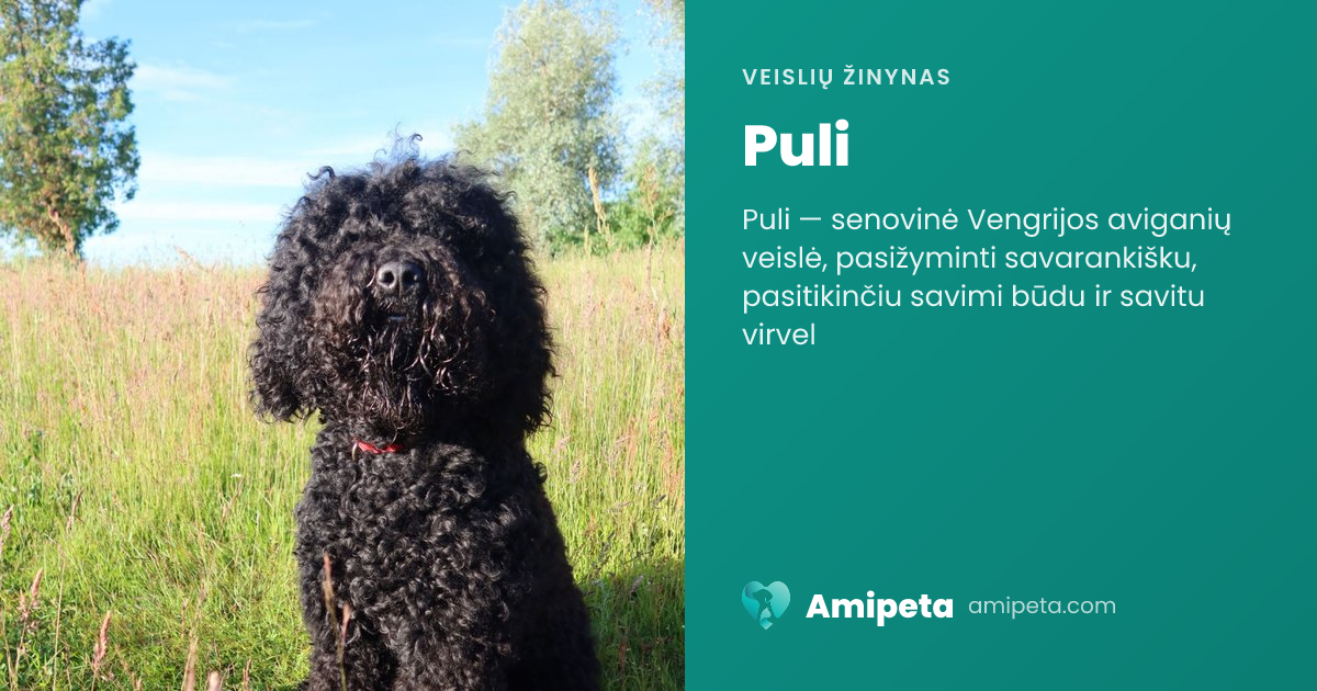 Puli – veislės aprašymas | Amipeta