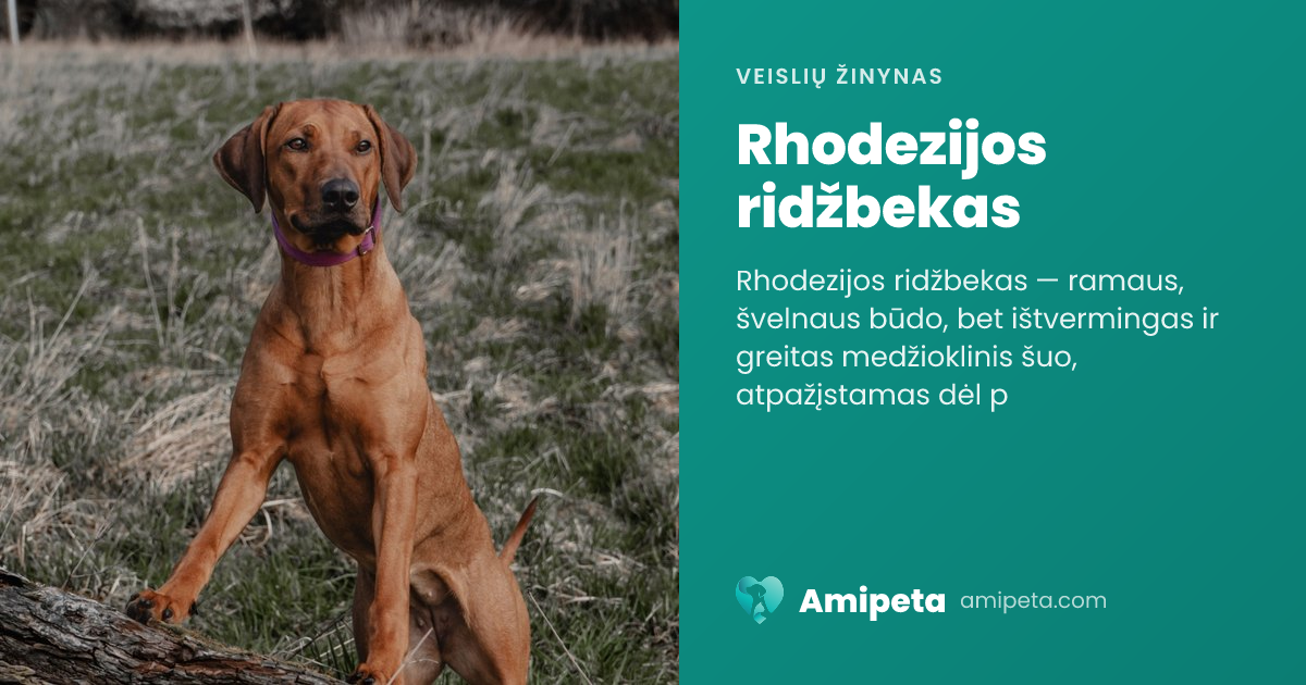 Rhodezijos ridžbekas – veislės aprašymas | Amipeta