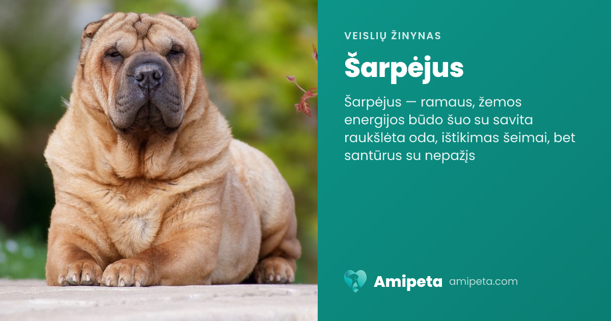 Šarpėjus – veislės aprašymas | Amipeta