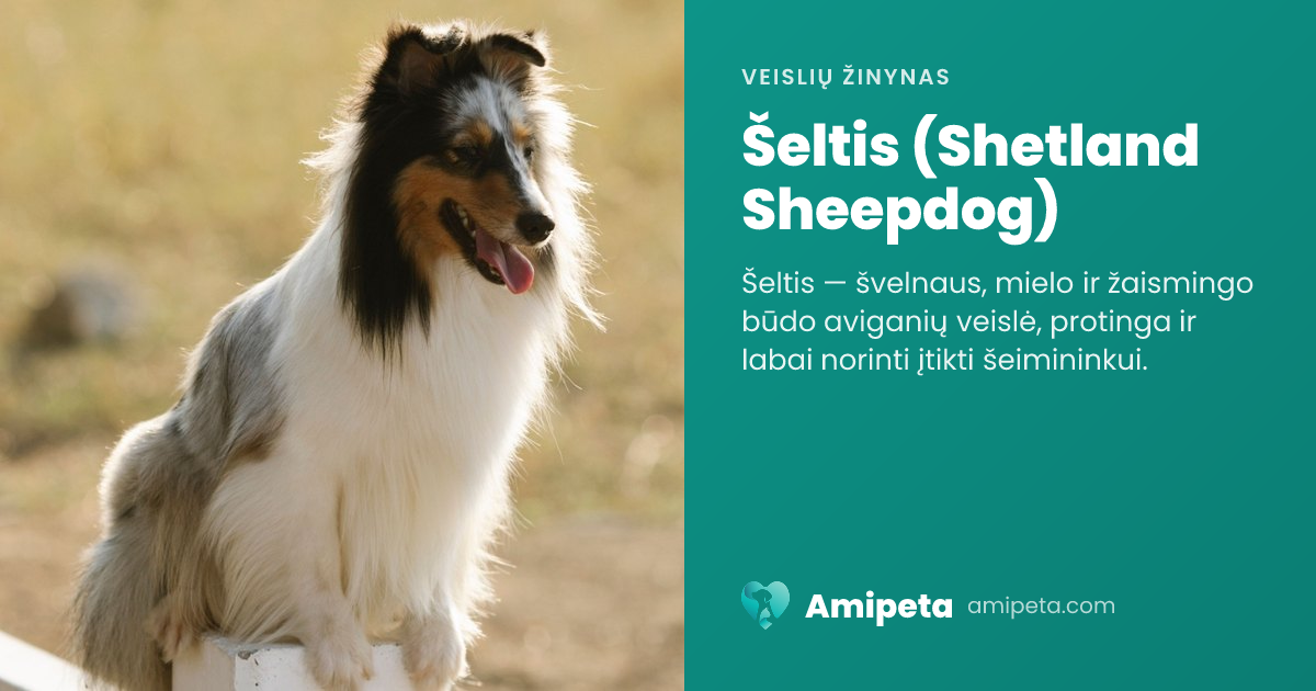 Šeltis (Shetland Sheepdog) – veislės aprašymas | Amipeta