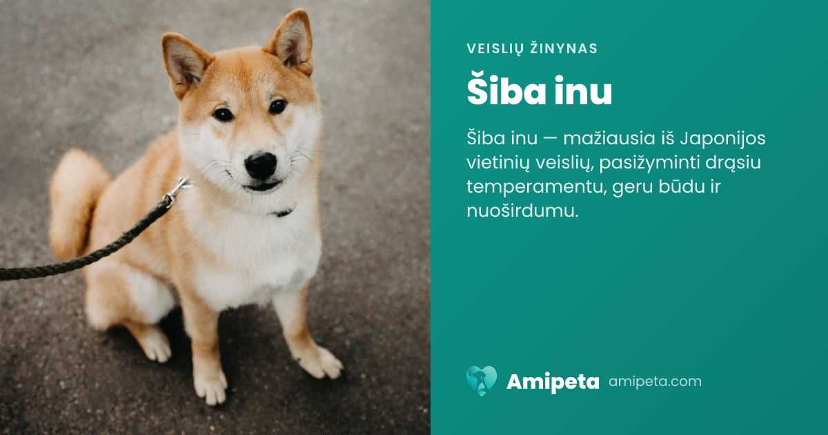 Šiba inu – veislės aprašymas | Amipeta
